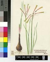 Cyrtanthus stenanthus Baker