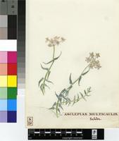 Asclepias multicaulis (E.Mey.) Schltr.