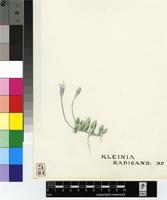 Senecio radicans (L.f.) Sch.Bip.