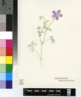 Geranium incanum Burm.f.