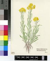 Helichrysum splendidum (Thunb.) Less.