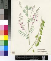 Lessertia perennans (Jacq.) DC.