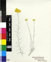 Helichrysum infaustum J.M.Wood & M.S.Evans
