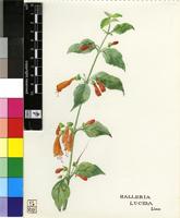 Halleria lucida L.
