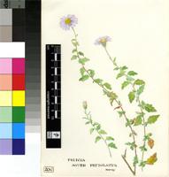 Aster petiolatus Harv.
