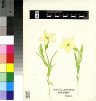Exochaenium grande (E.Mey.) Griseb.