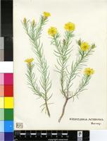 Nestlera acerosa (DC.) Harv.