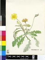 Venidium sp.