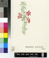 Indigofera rostrata Bolus