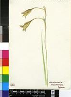 Gladiolus flavidus Ingram