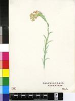 Zaluzianskya alpestris Diels