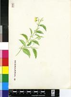 Hermannia sp.