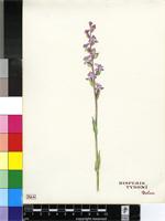 Disperis tysonii Bolus