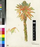 Eulophia inaequalis Schltr.