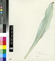 Senecio macrospermus DC.