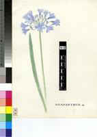 Agapanthus sp.