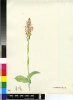 Satyrium sp.