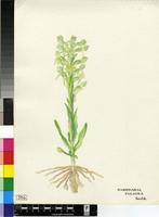 Habenaria foliosa (Sw.) Rchb.f.