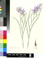 Gladiolus deserticola Goldblatt