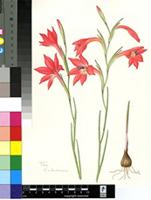 Gladiolus priorii (N.E.Br.) Goldblatt & M.P.de Vos