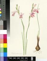Gladiolus nigromontanus Goldblatt