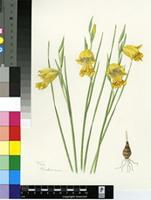 Gladiolus pritzelii Diels