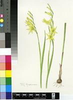Gladiolus pubigerus G.J.Lewis