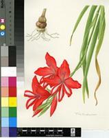 Gladiolus cardinalis Curtis