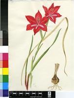 Gladiolus carmineus C.H.Wright