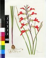 Gladiolus splendens (Sweet) Herb.