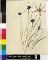 Spiloxene capensis (L.) Garside