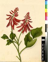 Erythrina lysistemon Hutch.