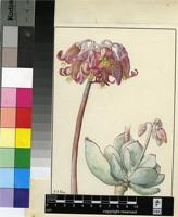 Cotyledon orbiculata sensu Burtt Davy