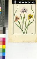Moraea villosa (Ker Gawl.) Ker Gawl.