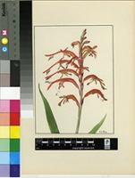 Chasmanthe aethiopica (L.) N.E.Br.