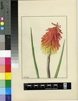 Kniphofia uvaria (L.) Oken var. nobilis (Baker) A.Berger