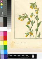Hermannia althaeifolia L.