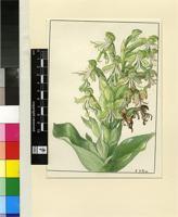 Habenaria bonatea Rchb.f.