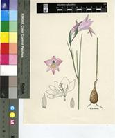 Gladiolus blommesteinii L.Bolus