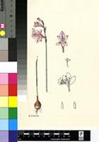 Gladiolus martleyi L.Bolus