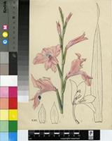 Gladiolus salmoneus Baker