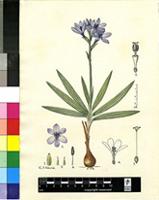 Babiana stricta (Aiton) Ker Gawl.