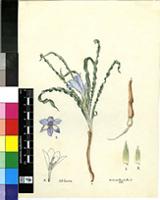 Babiana crispa G.J.Lewis