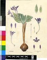 Babiana pubescens (Lam.) G.J.Lewis