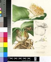 Haemanthus deformis Hook.f.