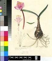 Haemanthus barkerae Snijman