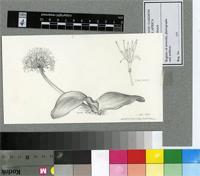 Haemanthus humilis Jacq.