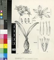 Strumaria picta W.F.Barker