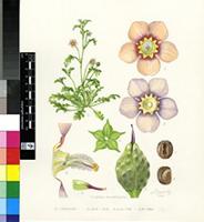 Diascia runcinata E.Mey. ex Benth.