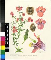 Diascia patens (Thunb.) Grant ex Fourc.